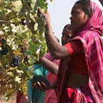 Harvest 2015 in Nashik - A Report