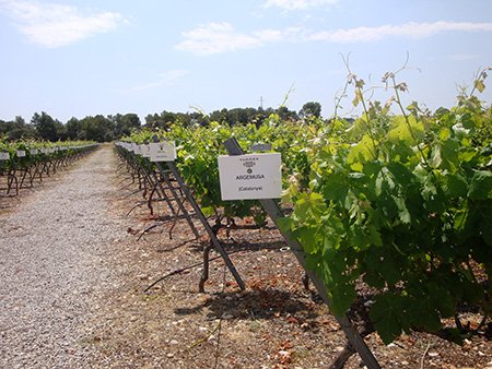 Varietals under revivial at the Mas Rabell estate